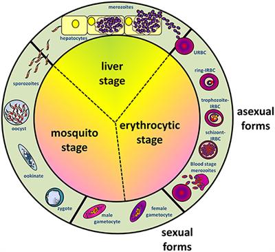 Sticking for a Cause: The Falciparum Malaria Parasites Cytoadherence Paradigm